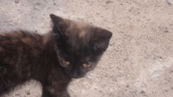 ronny-und-kay_ukraine2009_328k.jpg
