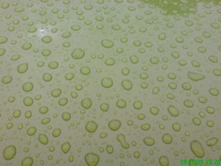 saporoshez_ronny8_124K.jpg